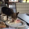 Сверхнаглость котэ Сверхнаглость котэ