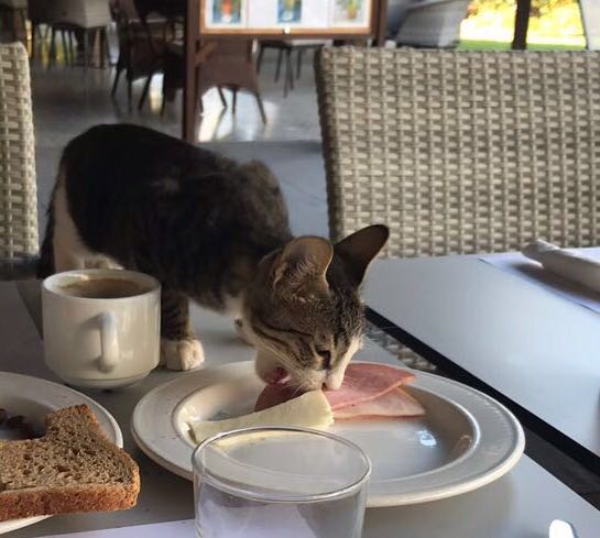 Сверхнаглость котэ