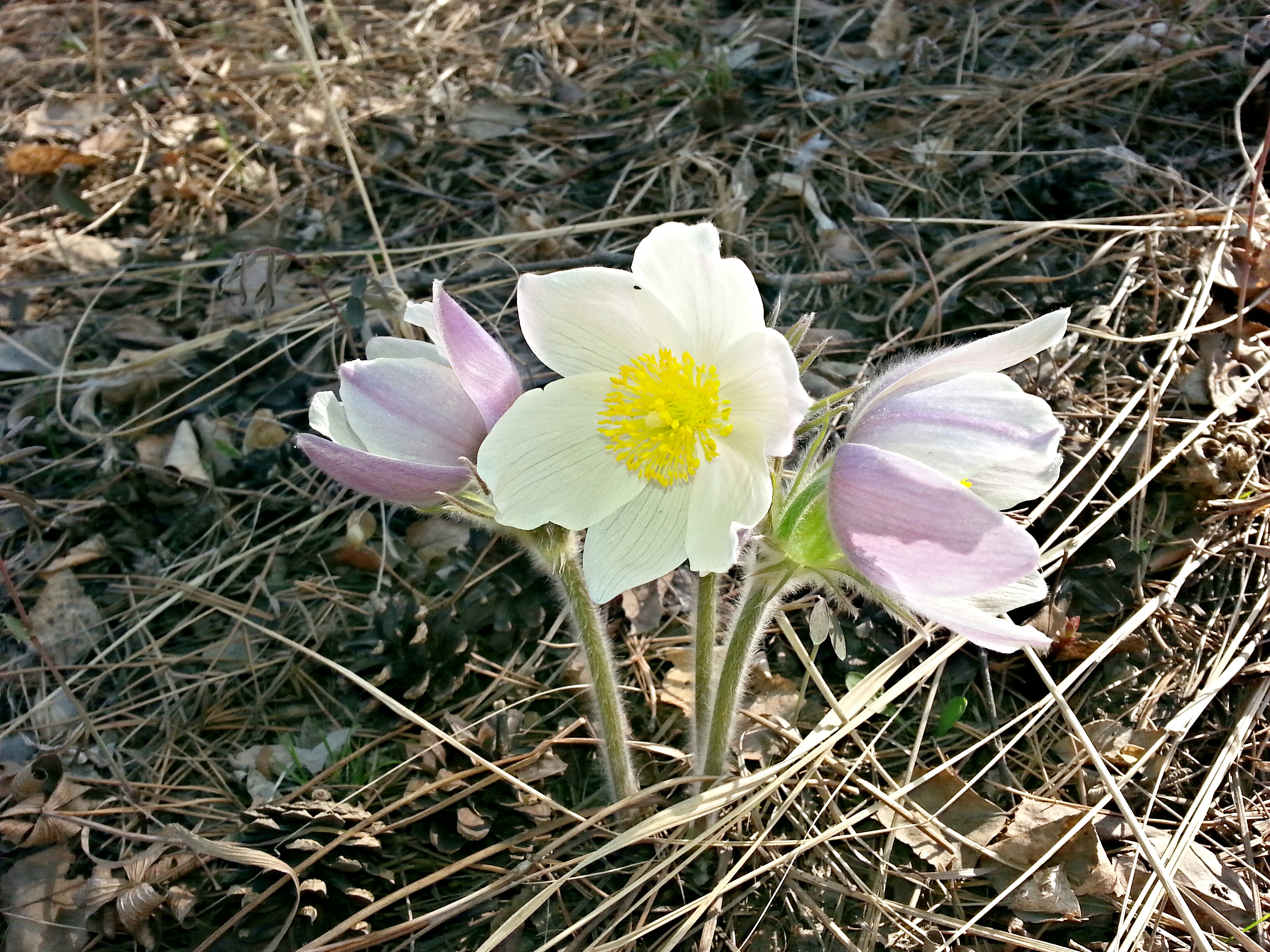 подснежники))))))