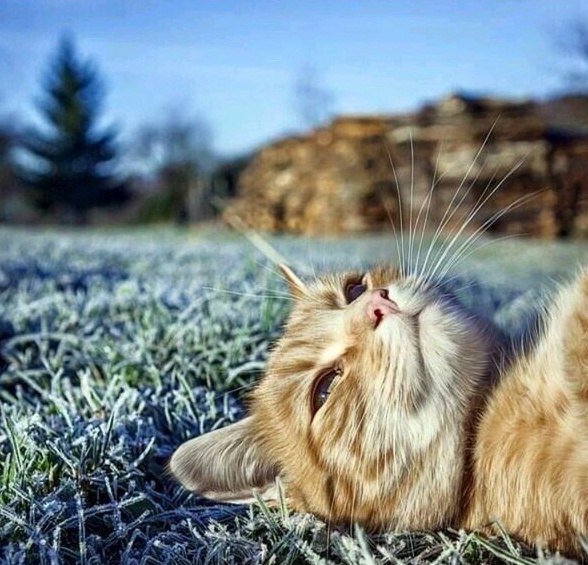 Настроение лежать и просто ждать весну