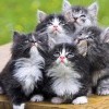 Кучка внимания
