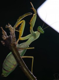 богомол богомол