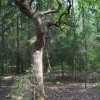 Сухое древо в графском парке