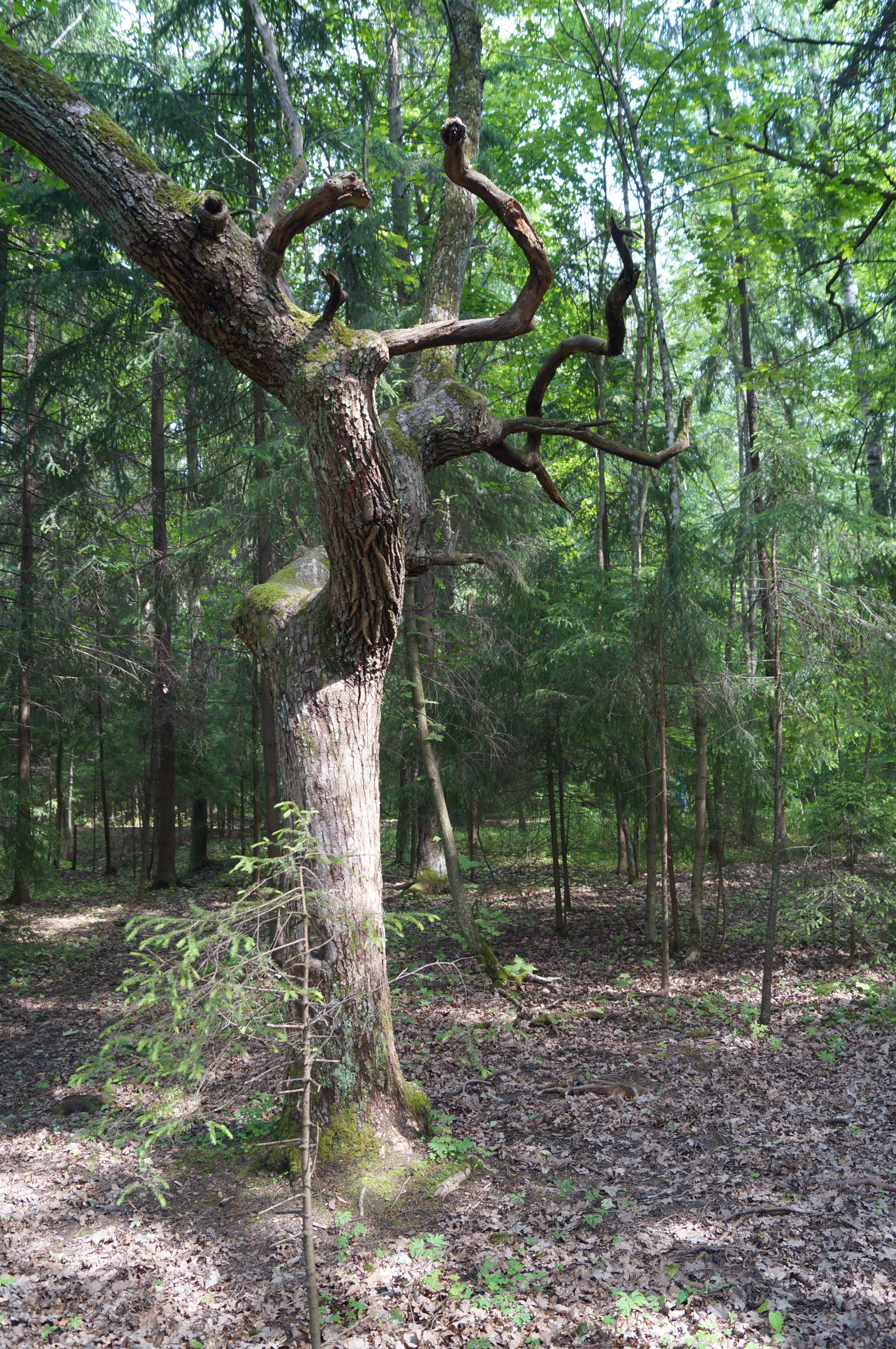 Сухое древо в графском парке