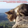 котэ))