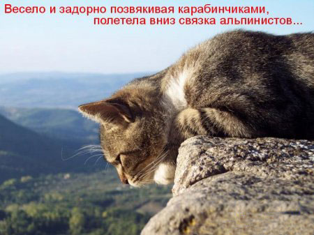 котэ))