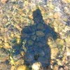 Сирёгина тень воднокаменоглубокая)))))