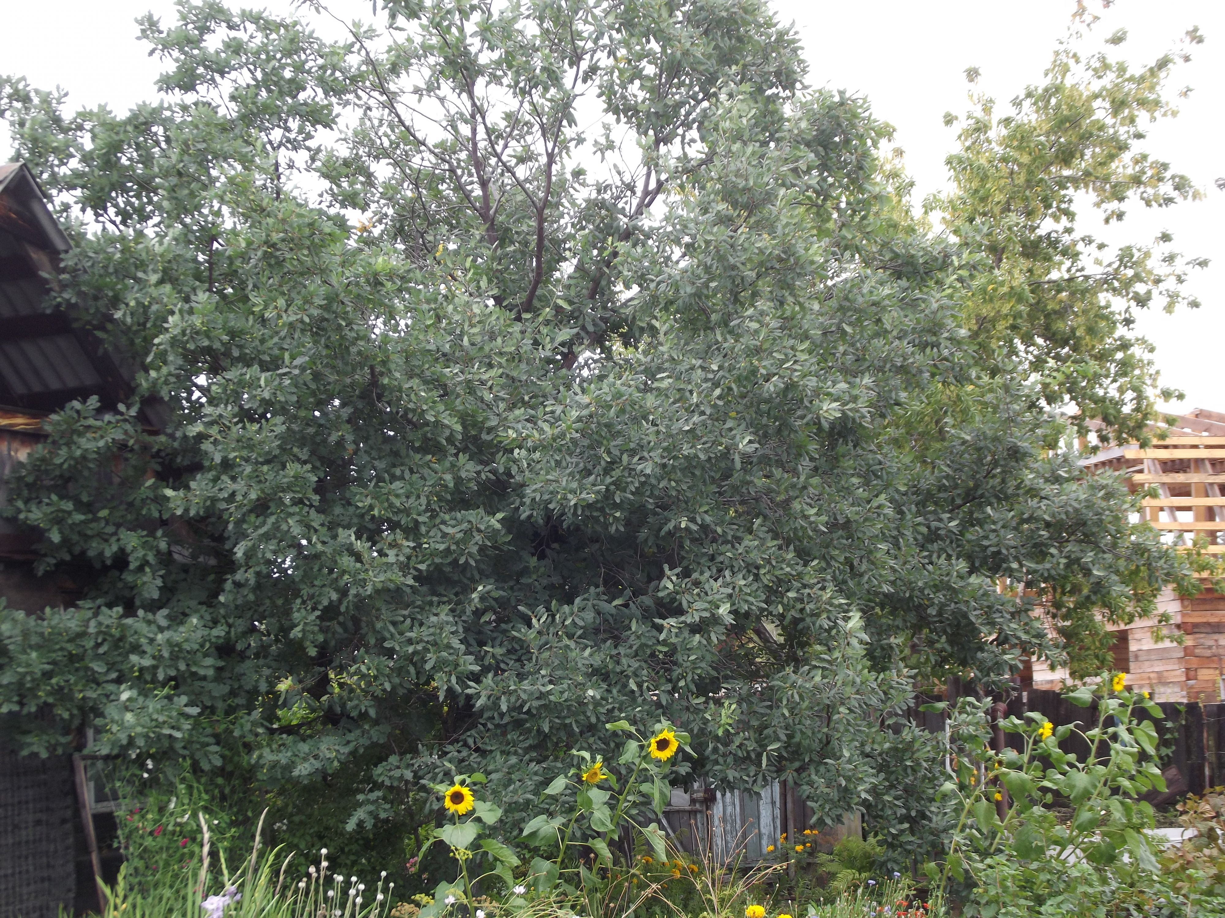 дуб алтайский, возраст - 30 лет