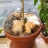Котэ