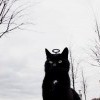 жил да был Черный Кот за углом...