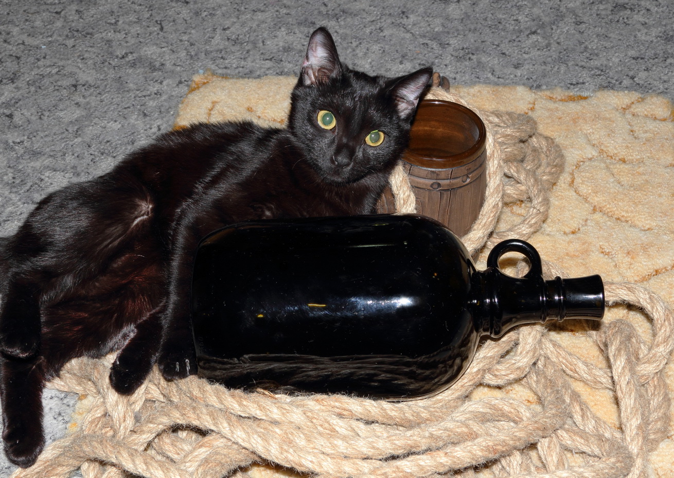 кошка пирата