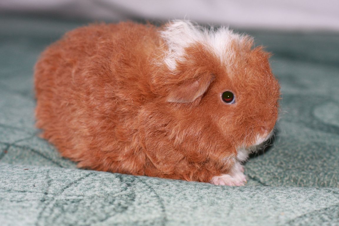 То ли кролик, то ли хомячок