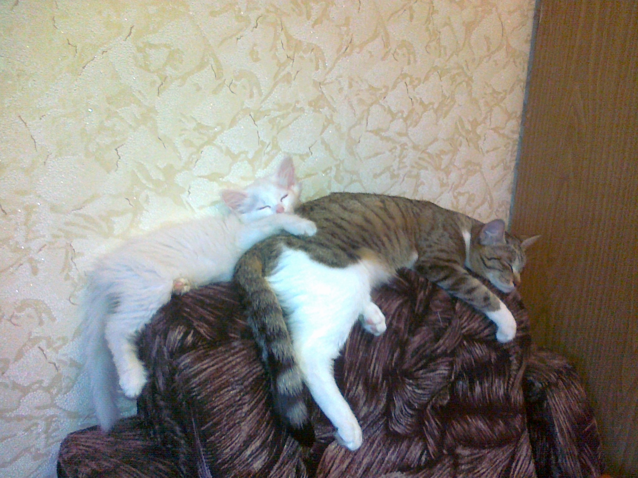 Няша и Бела. Сладко спим ))