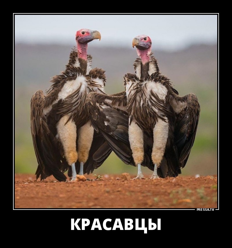 Красавцы