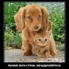 Рыжие