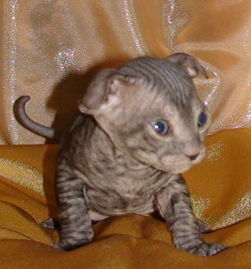 Украинский Левон