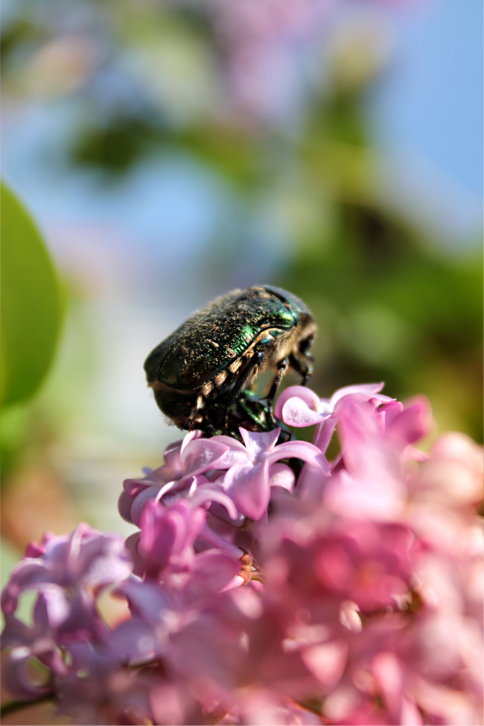 Жучьи игрища.