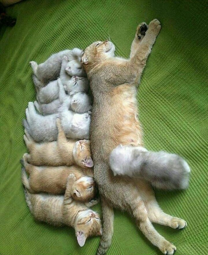 Котэ