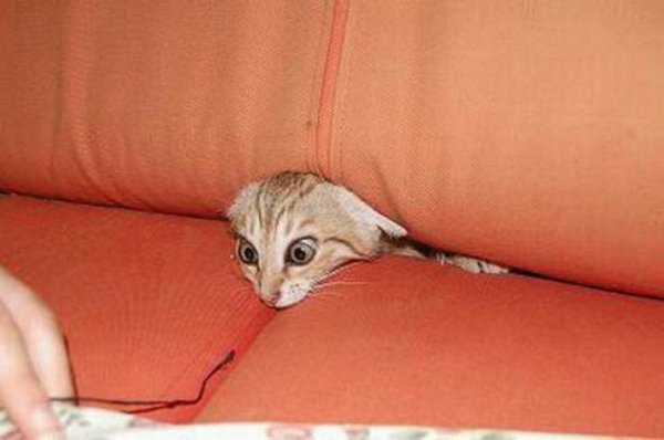 Пучеглазка