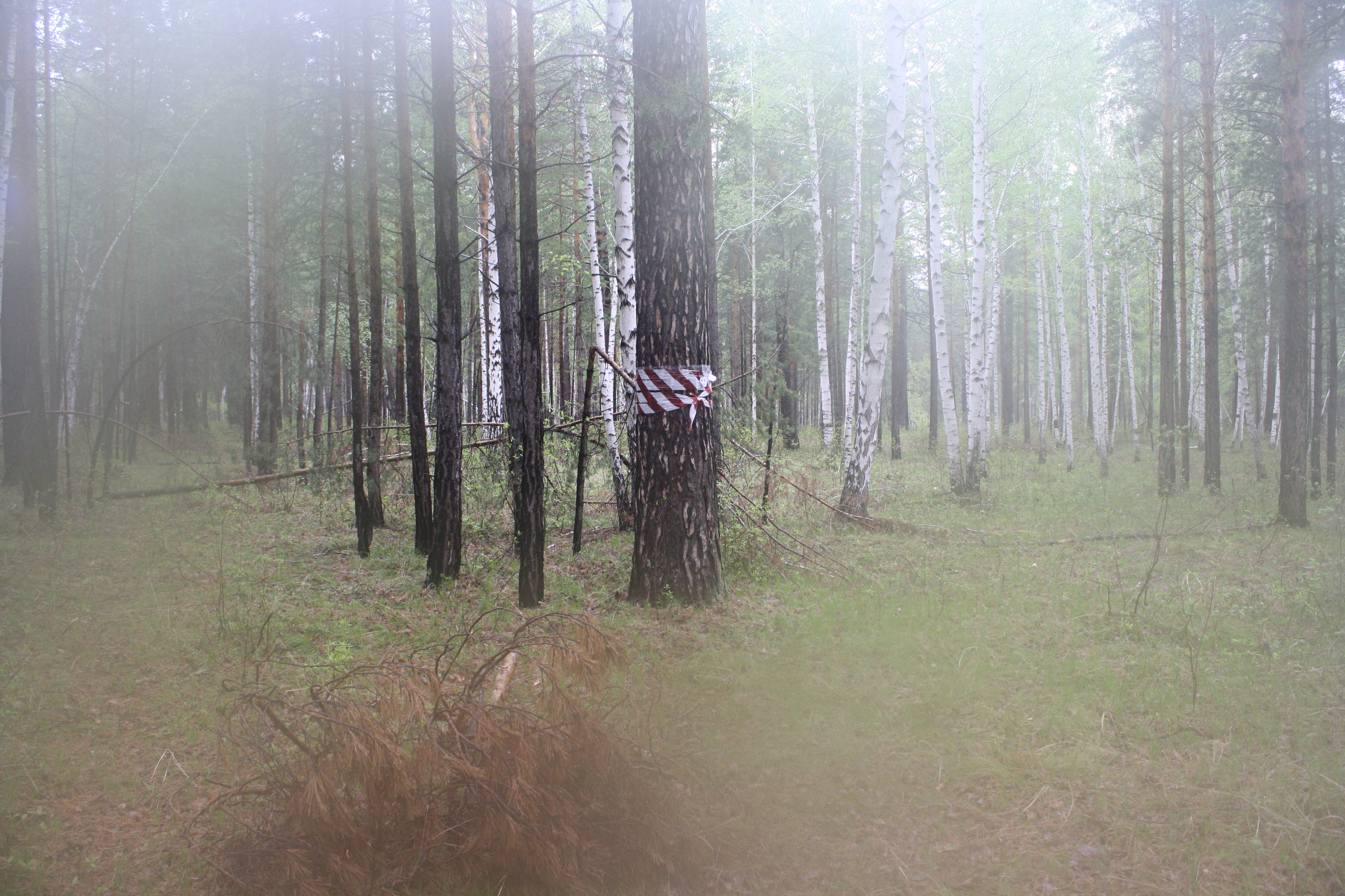 что то спрятано там, в кустах