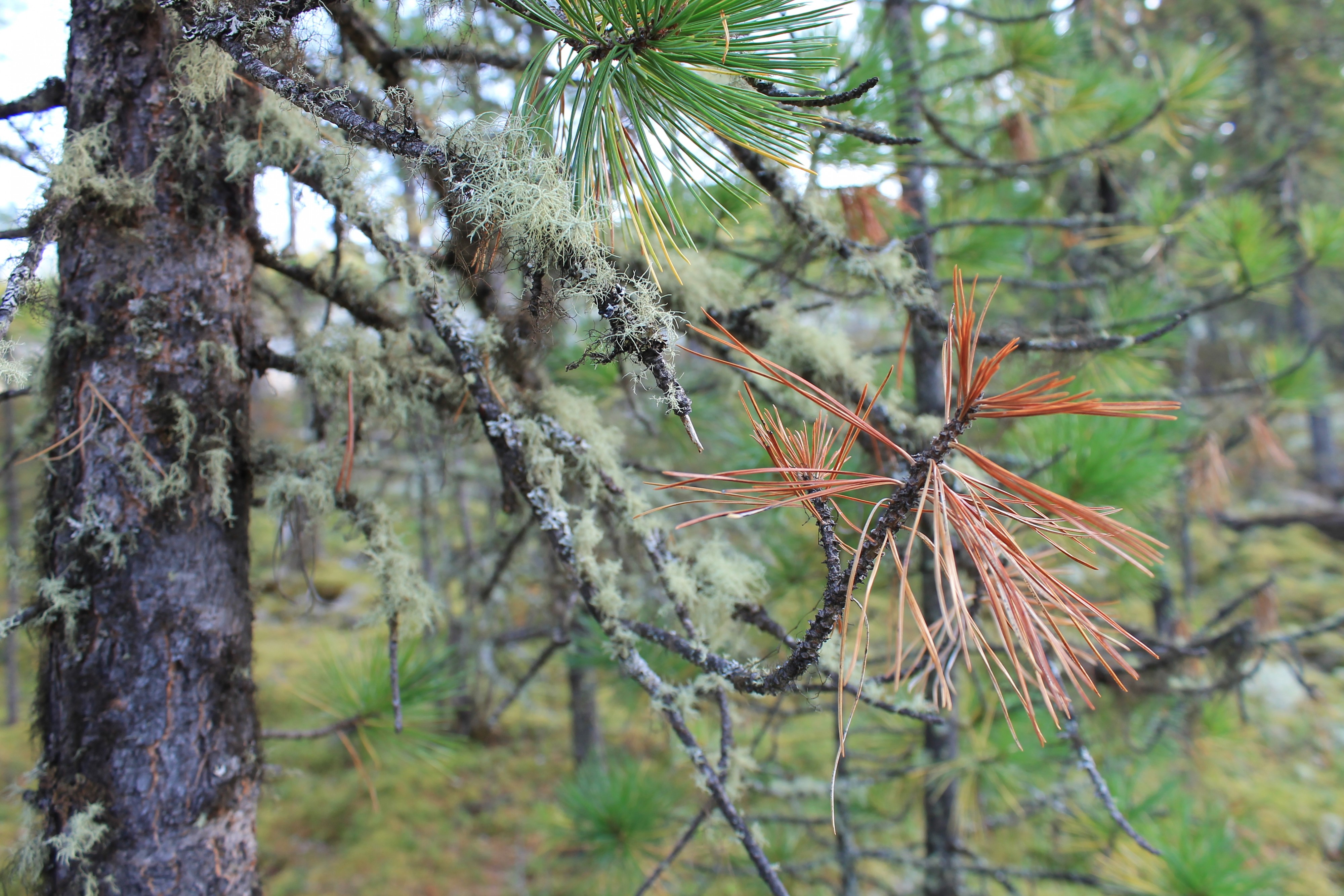 В тофаларии 2015