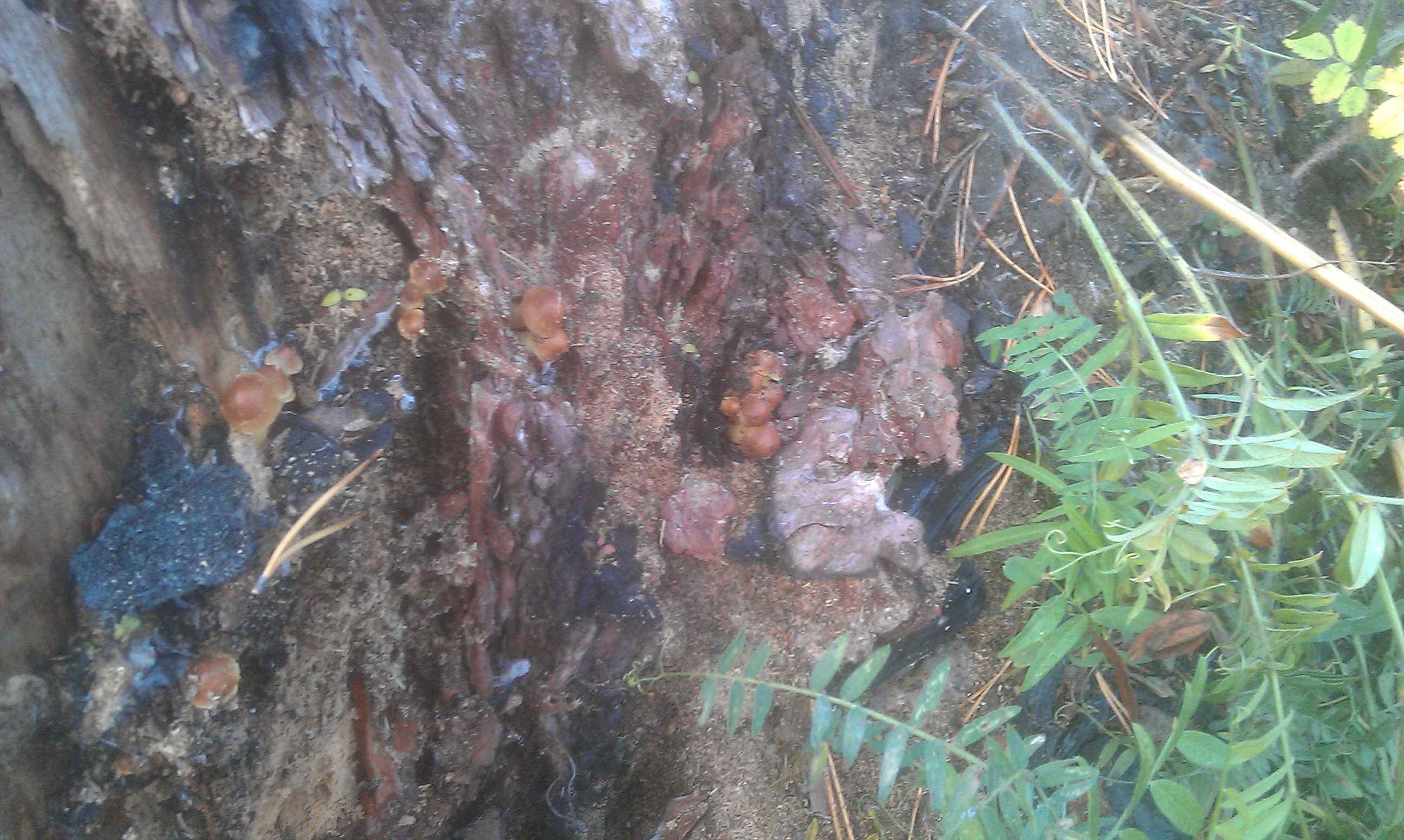 Ждемс нормальных :)