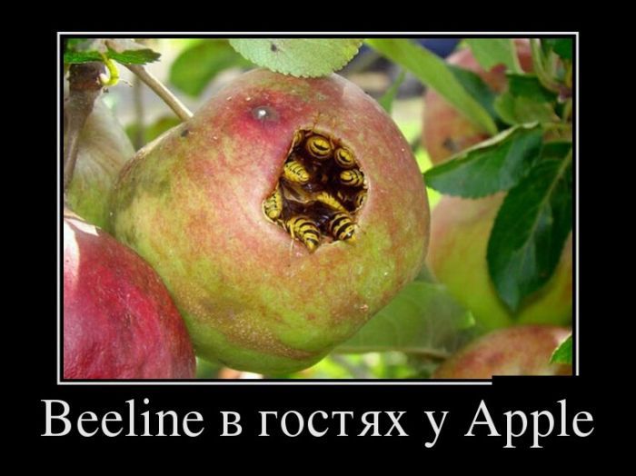 Билайн в гостях