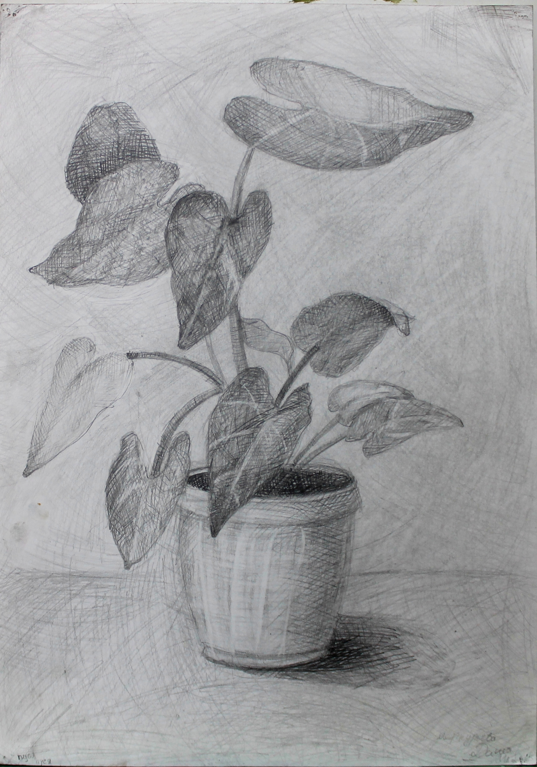 Меркурьева Даша