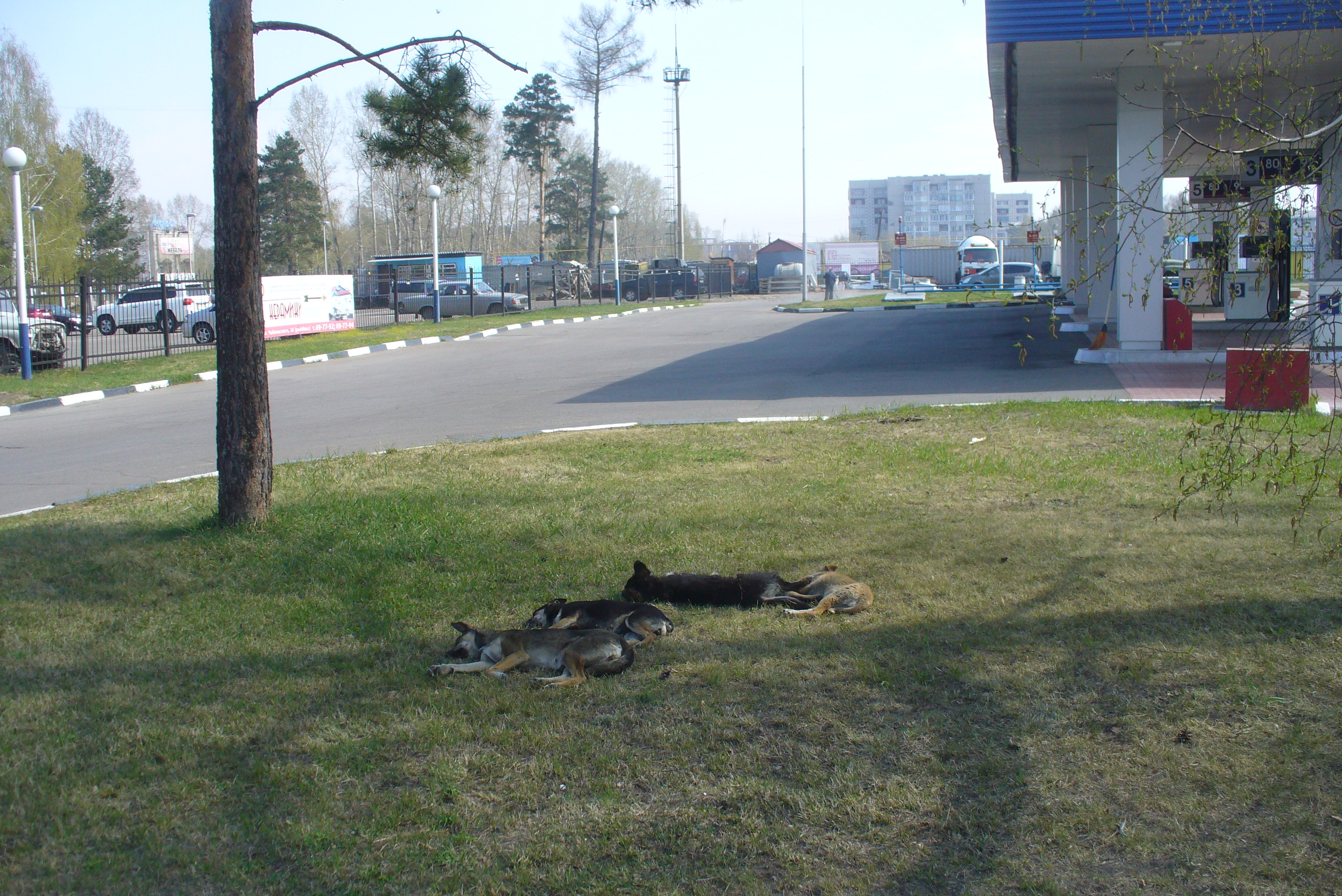Сончас