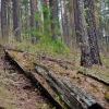лукоморье лукоморье