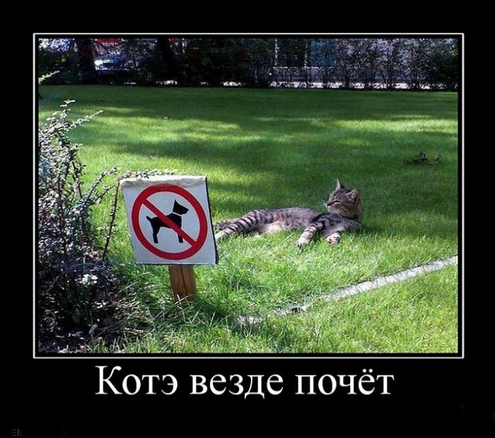 Котэ везде почет