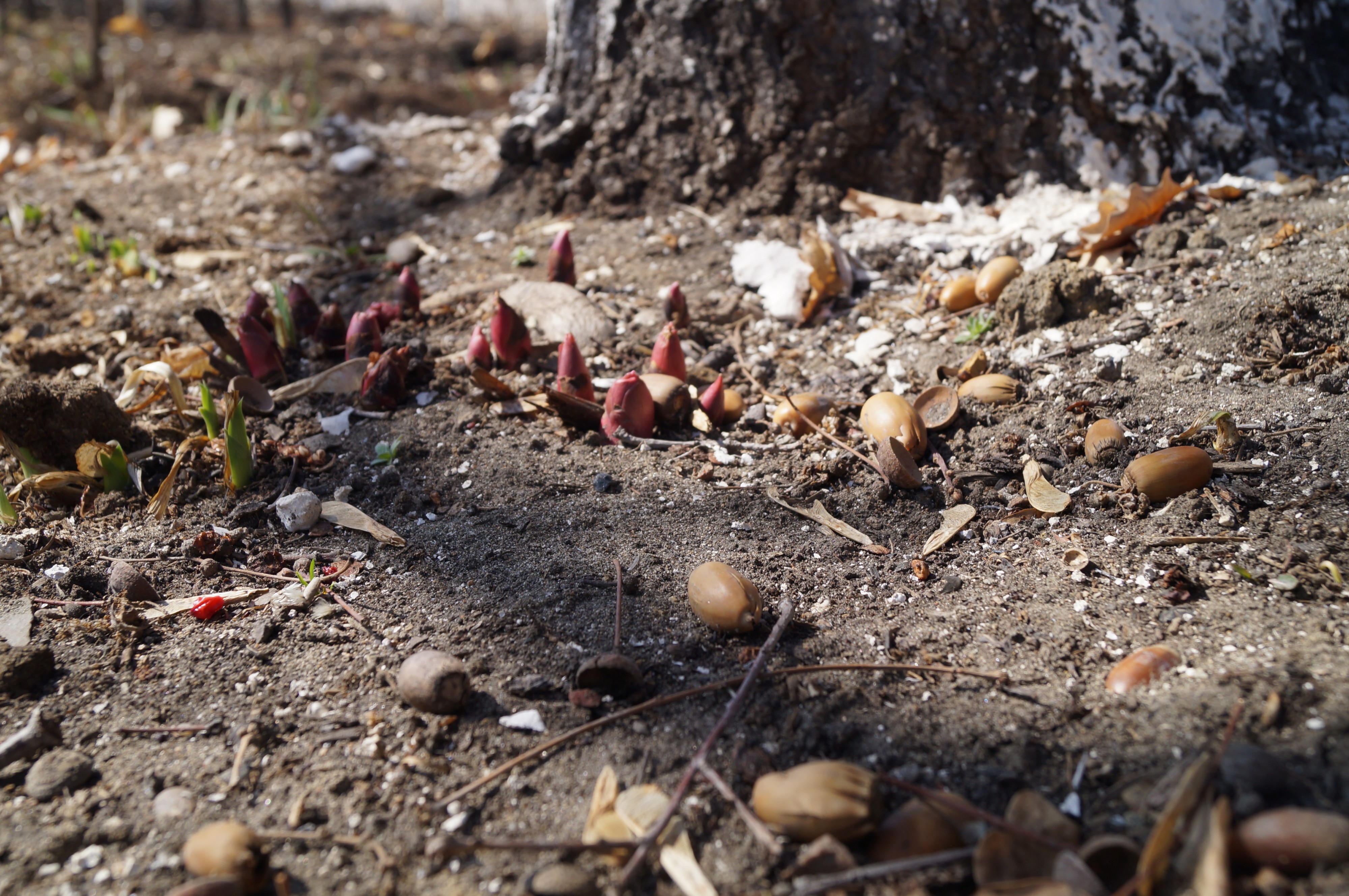 Весна. Растения пыжаться