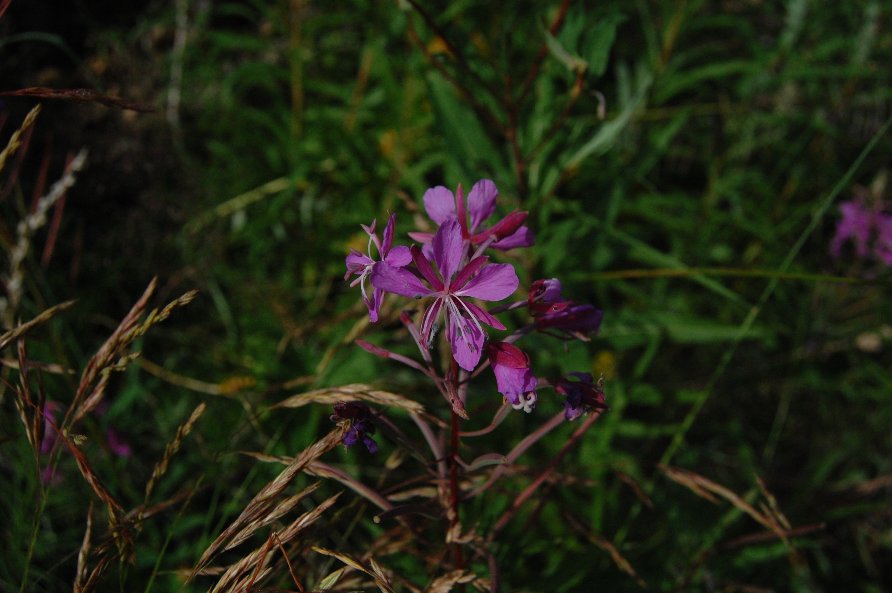Цветочек аленький