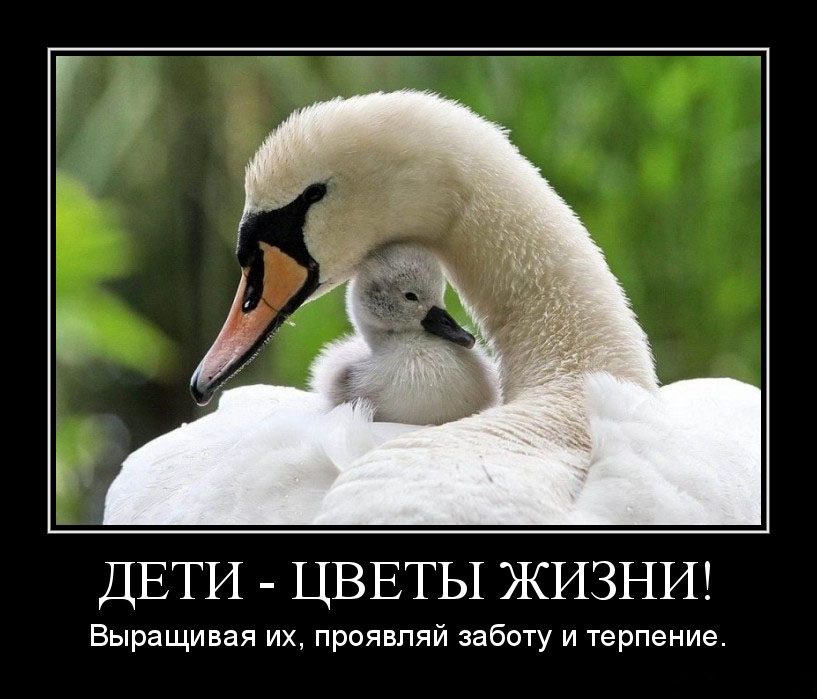 Цветы жизни
