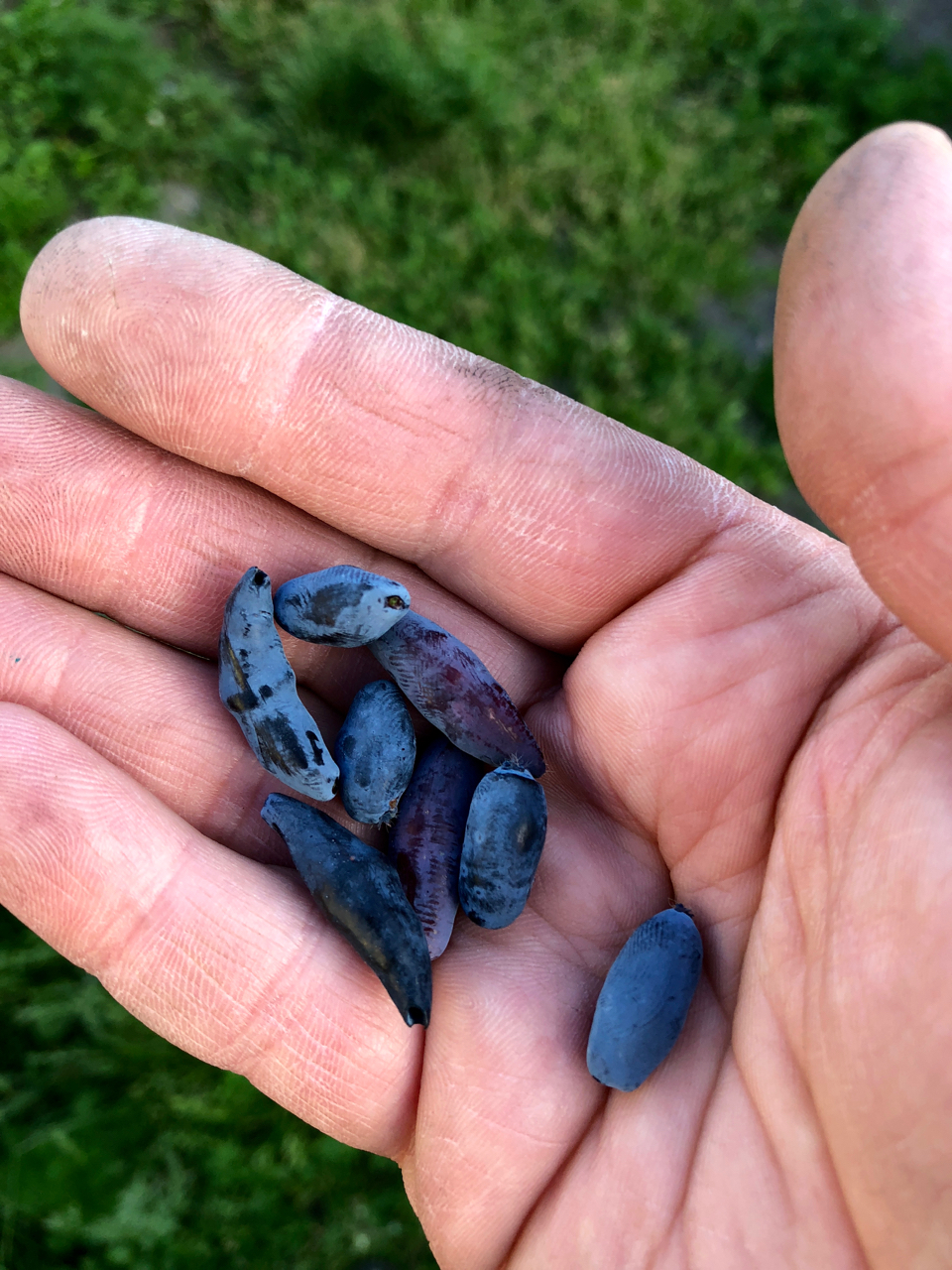 Жимолость...