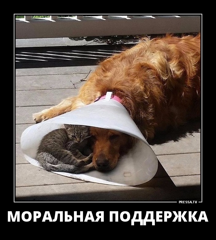 Моральная поддержка