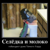 Селёдка и молоко