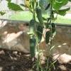 IMG 2412 IMG 2412