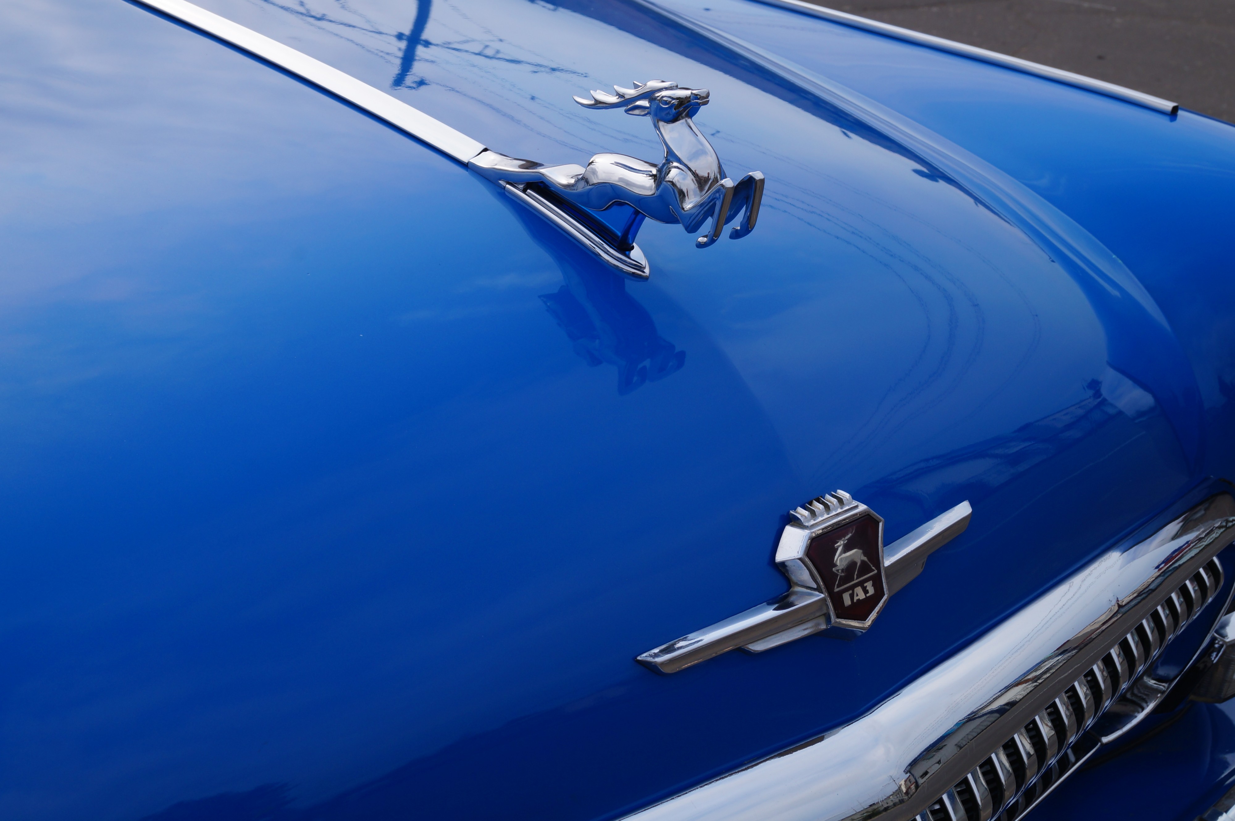 Знаменитый олень