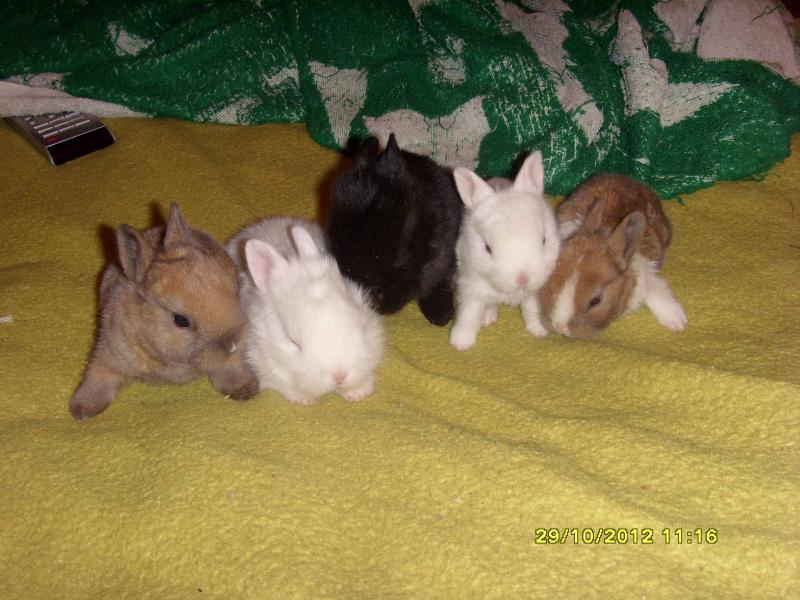 Пятерка кроликов