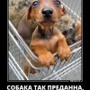 Собачья преданность Собачья преданность