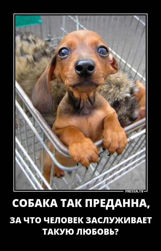 Собачья преданность