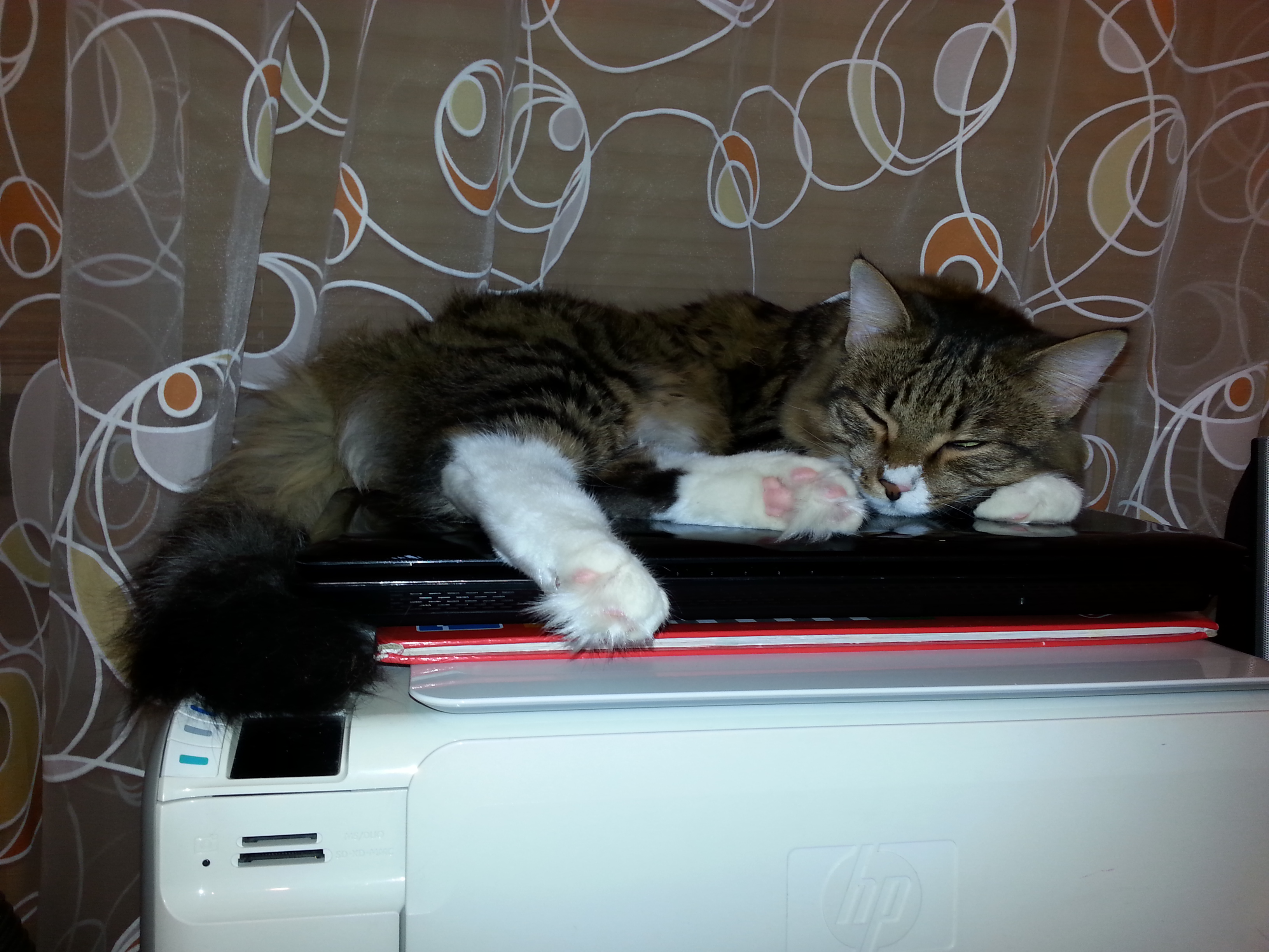 копировальноспящий кот Пушог))))