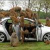Hyundai i30 проверили на прочность сорока бабуинами Hyundai i30 проверили на прочность сорока бабуинами