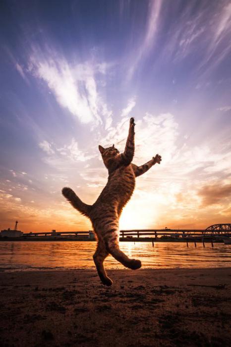 Котэ