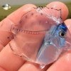 Прозрачная рыба Micro Tang Прозрачная рыба Micro Tang