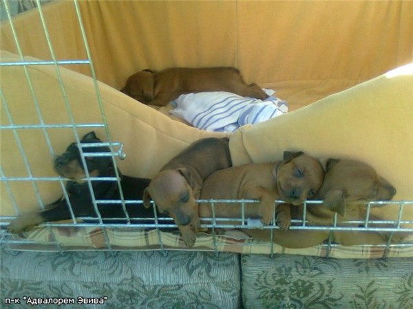 Маленькие минпины на даче