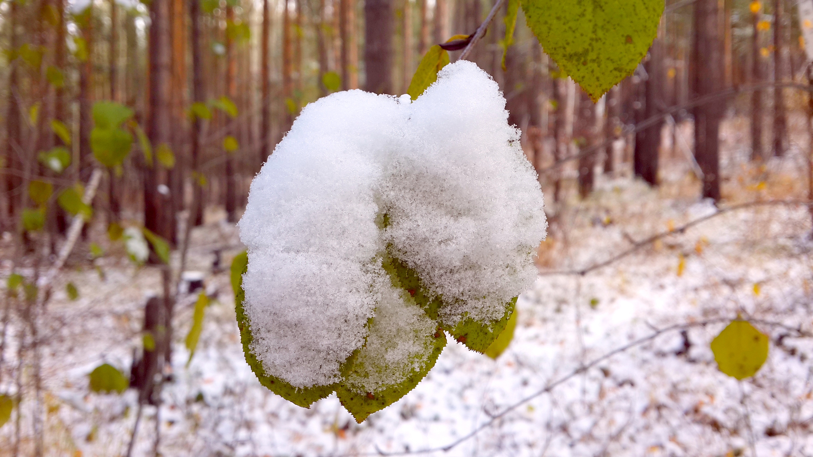 лес утепляется