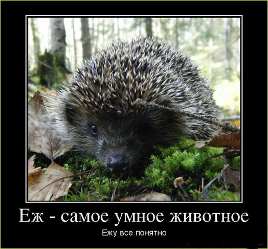 Еж