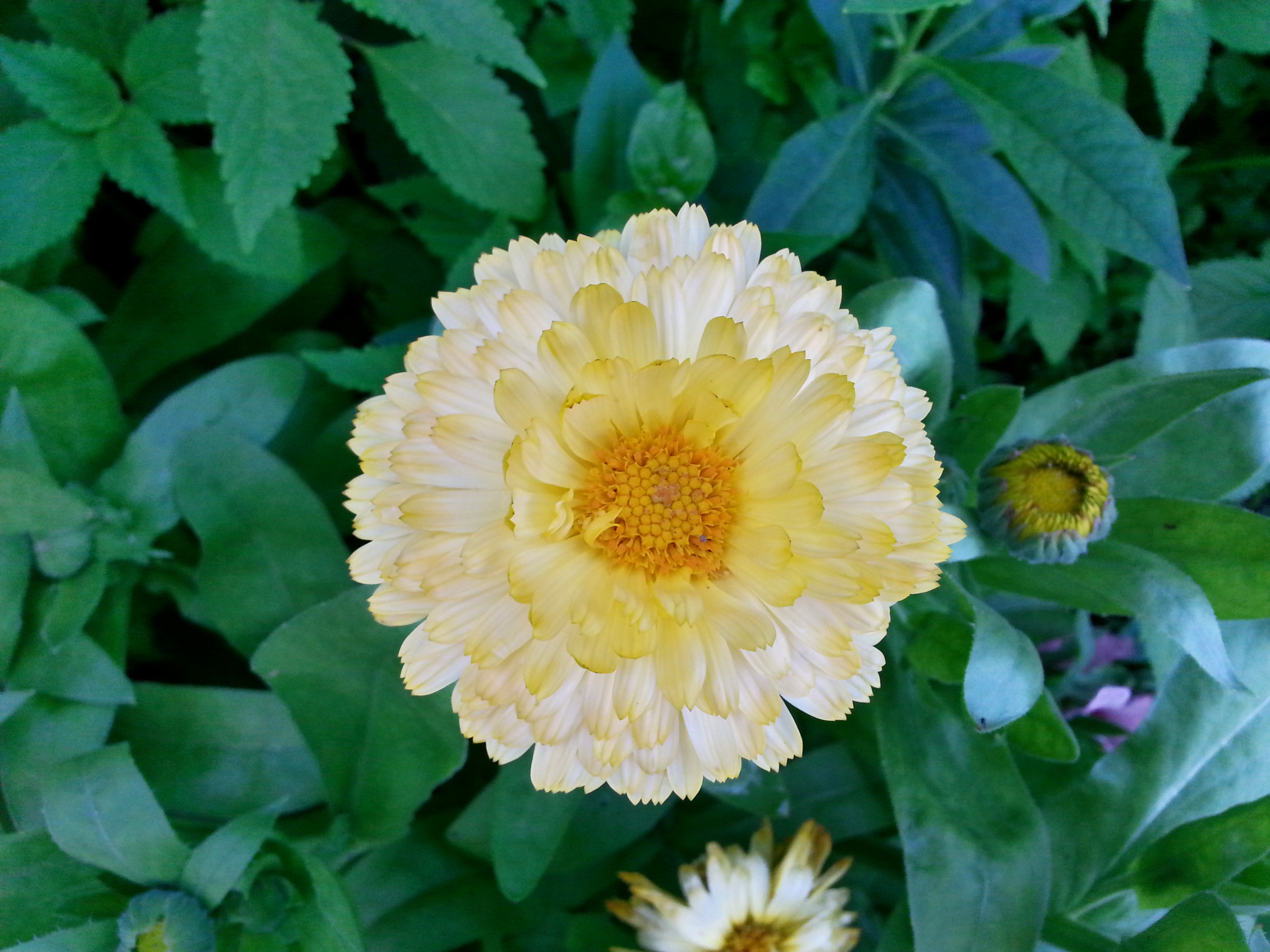 Ноготог иле колендула)))))))